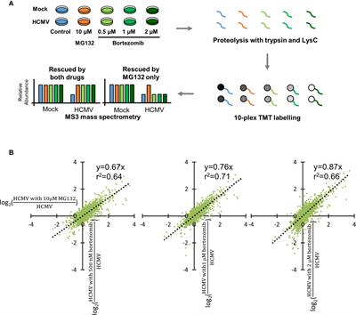 Rapid Degradation Pathways of Host Proteins During HCMV Infection Revealed by Quantitative Proteomics